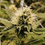 Наркотические средства и психоактивные вещества в Новошахтинске и Ростовской области