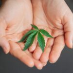 Полезные свойства конопляного семени и его применение img-1185.jpg