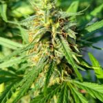 Продажа наркотических препаратов в России