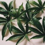 Купить гашиш в Хабаровске