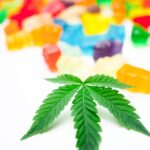 Конопля в Украине свойства и выращивание