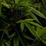 Легкие наркотики в Амстердаме