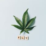 Купить Семена Конопли в Москве