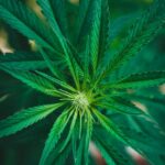 Плохо прорастают семена конопли: разбираемся в причинах и находим решения