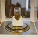 Описание сорта конопли Auto Stardawg feminised