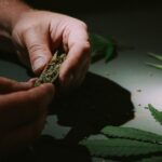 Выращивание конопли в гидропонной системе