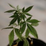 Правила отпуска кодеина в аптеках России