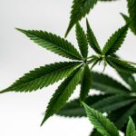 Конопля в рационе птиц и ее влияние на здоровье img-1981.jpg