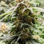 Приобретение наркотических средств