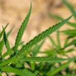 Культивирование конопли в Украине и приобретение семян конопли