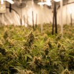 Купить Семена Конопли в Москве