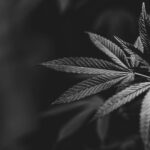 Семена конопли в корме для попугаев