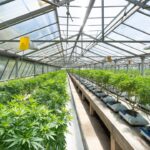 Лучшие голландские семена конопли для выращивания