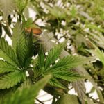 Преимущества покупки семян конопли через интернет