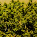 Законность покупки семян конопли в России