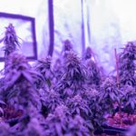 Лекарства без рецептов и их особенности