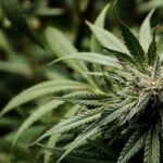 Конопляные шапки — свойства и ассортимент