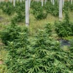 Опиум и его оборот в России