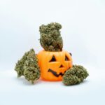 Преимущества и характеристики сорта конопли Baikonur feminised от Bang Seeds