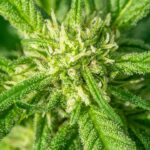 Спайс и его воздействие на организм