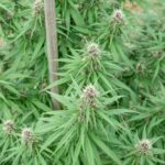 Вред спайса и последствия его употребления