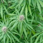 Марихуана в России и Москве: правовой статус и возможности приобретения