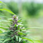 Причины проблем с прорастанием семян конопли