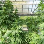 Автоцветущие семена марихуаны свойства и преимущества