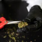 Покупка семян конопли для выращивания