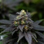 Покупка гашиша онлайн в России