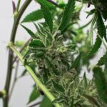 Купить семена марихуаны оптом в интернет магазине семян конопли