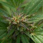 Конопляное семя полезные свойства и противопоказания