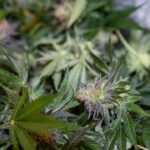 Законодательство о семенах конопли и марихуаны в России