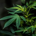 ЛСД: Свойства и Применение Психоделика