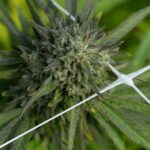 Покупка наркотиков через интернет и связанные с этим риски