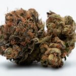 Законность покупки семян конопли в России