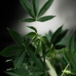 Быстрорастущая конопля и ее семена для выращивания