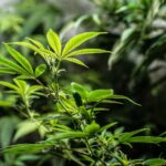 Выращивание конопли и выбор семян каннабиса