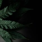 Оптовая продажа наркотических средств и их классификация