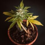 Купить марихуану безопасно и легально