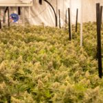 Выращивание конопли и выбор семян каннабиса