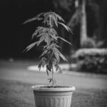 Законодательство о конопле в России