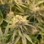 Свойства и применение семян конопли