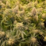 Полезные свойства и способы приготовления семян конопли