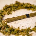 Семена марихуаны и их использование для выращивания конопли