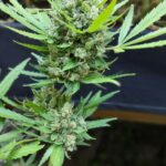 Покупка ЛСД марок в России