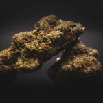 Виды и сорта конопли и ее выращивание