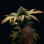 Покупка семян марихуаны и их свойства