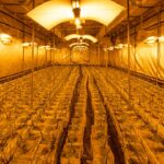 Конопляное семя полезные свойства и противопоказания