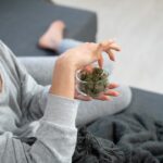 Семена конопли Mama Mia feminised от Ganja Seeds характеристики и особенности выращивания